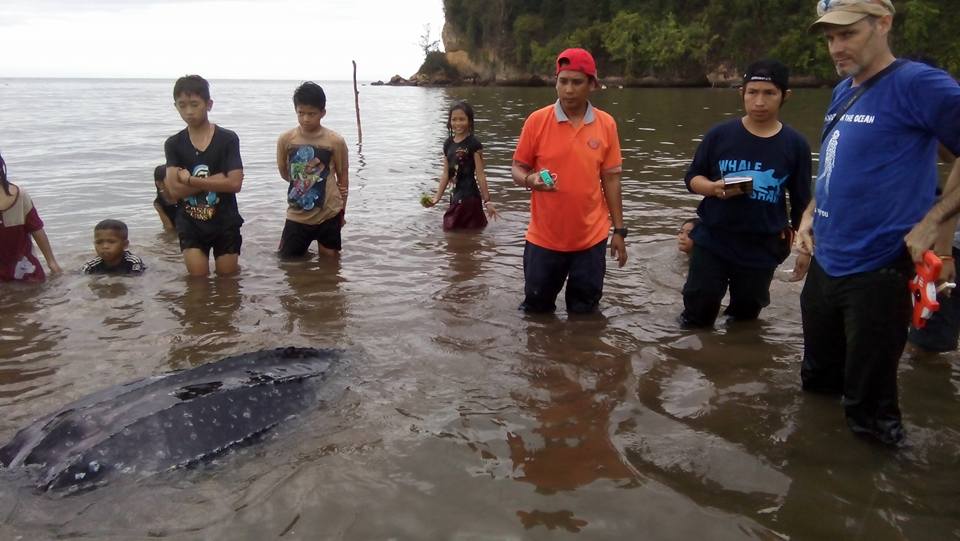 Asriadi, Kepala Satker Manado-BPSPL Makassar (berkaos orange) dan Simon Purser dari PPS Tasikoki (berkaos biru) mengukur dan mengobati Penyu belimbing raksasa (Dermochelys coriacea) yang ditangkap nelayan Desa Lilang, Kecamatan Kema, Kabupaten Minahasa Utara (Minut) Sulawesi Utara. Karena ditangkap dan untuk mainan warga setempat, dua penyu yang beratnya sekira 200 kg ini stress dan luka. Foto : Asriadi, Kepala Satker Manado-BPSPL Makassar
