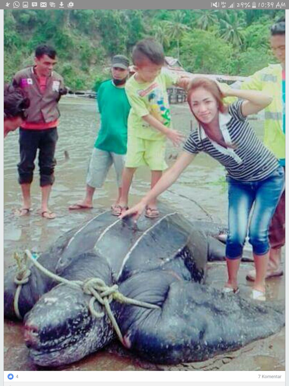 Penyu belimbing raksasa (Dermochelys coriacea) yang ditangkap nelayan Desa Lilang, Kecamatan Kema, Kabupaten Minahasa Utara (Minut) Sulawesi Utara. Karena ditangkap dan untuk mainan warga setempat, dua penyu yang beratnya sekira 200 kg ini stress dan luka. Foto : Asriadi / SatkerManado- BPSPL KKP