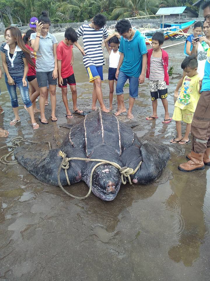 Penyu belimbing raksasa (Dermochelys coriacea) yang ditangkap nelayan Desa Lilang, Kecamatan Kema, Kabupaten Minahasa Utara (Minut) Sulawesi Utara. Karena ditangkap dan untuk mainan warga setempat, dua penyu yang beratnya sekira 200 kg ini stress dan luka. Foto : akun facebook Devid Waturandang