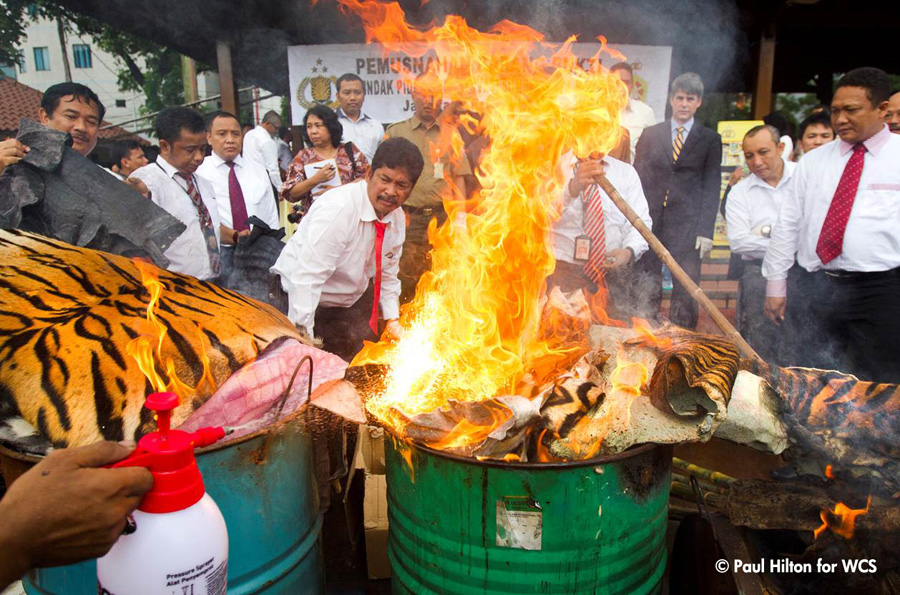 Mabes Polri memusnahkan puluhan kulit harimau dari penangkapan yang dilakukan 11 Desember 2015 lalu. Foto: Paul Hilton/WCS
