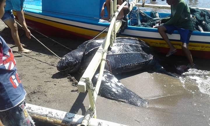 Dua penyu belimbing berukuran raksasa (Dermochelys coriacea) berjenis jantan dan betina ditangkap nelayan Desa Lilang, Kecamatan Kema, Kabupaten Minahasa Utara (Minut) Sulawesi Utara. Karena ditangkap dan untuk mainan warga setempat, dua penyu yang beratnya sekira 200 kg ini stress dan luka. Foto : Asriadi / SatkerManado- BPSPL KKP