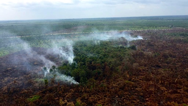 Ilustrasi. Kebakaran di lahan yang dibuka buat kebun sawit di Riau, Agustus ini. Foto: BNPB