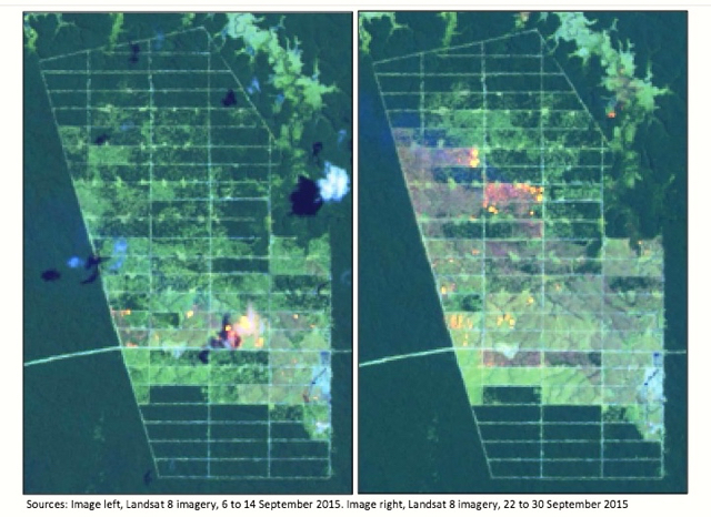 Api tampak di konsesi Korindo. Grafis dari laporan