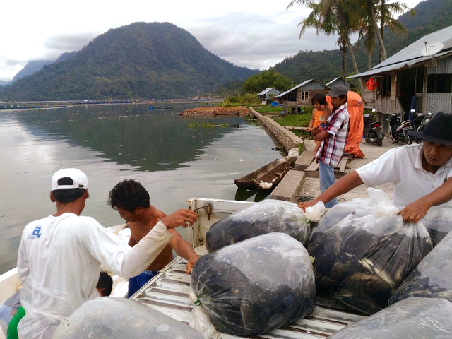 Warga bergotong royong mengambil bangkai-bangkai ikan dan menguburkan. Foto: Vinolia