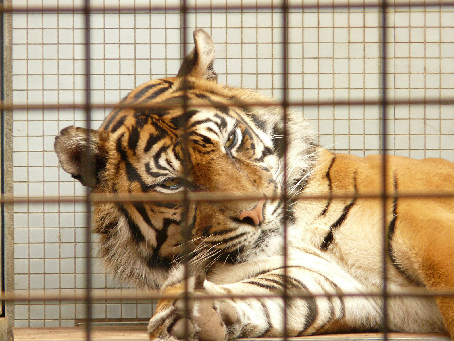 Harimau yang berada di penangkaran juga nasibnya tidak sesalu menyenangkan. Banyak yang memiliki secara perorangan yang justru tidak mengerti cara merawatnya. Sumber: Inhabitat.com