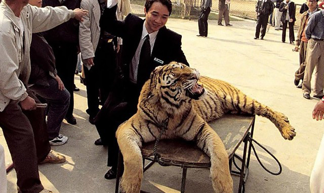 Harimau ini harus rela dipukul demi meraih kesenangan pengunjung. Sumber: Paul Hilton Instagram