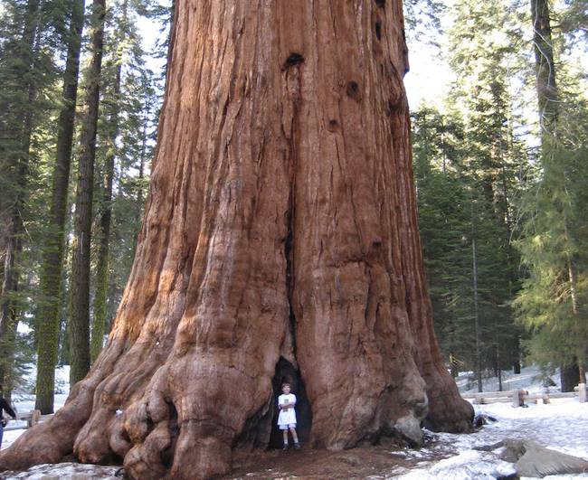 Pohon General Sherman. Sumber: Wikipedia/Neal Parish/CC BY 2.0