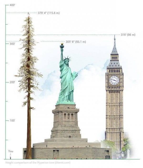 Hyperion Tree. Sumber: Odditycentral.com