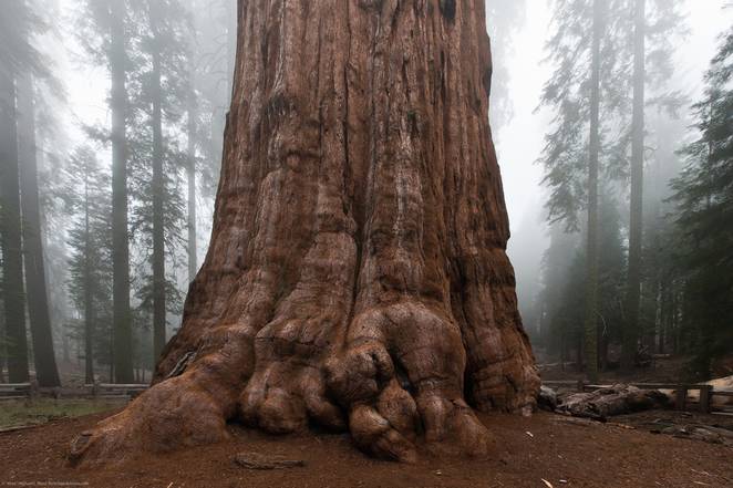 Pohon General Sherman yang merupakan pohon terbesar. Sumber: TreeHugger/CC BY 2.0 Mike Baird/Flickr