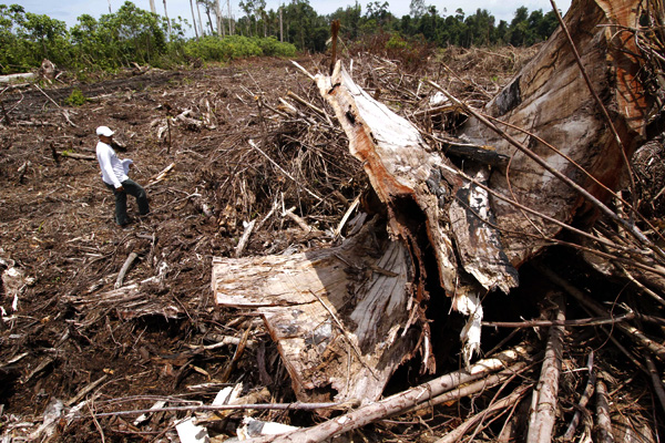 Suaka Marga Satwa Rawa Singkil terus dirambah untuk dijadikan kebun sawit. Foto: Junaidi Hanafiah