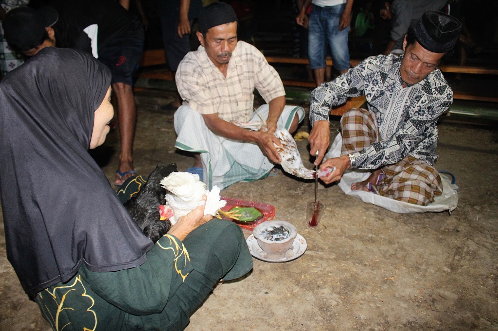 Maccera bola, ritual lain yang dilakukan berupa memotong ayam dari tiga jenis, yaitu berbulu hitam, putih dan bakka (campuran putih, merah dan hitam). Foto: Wahyu Chandra.