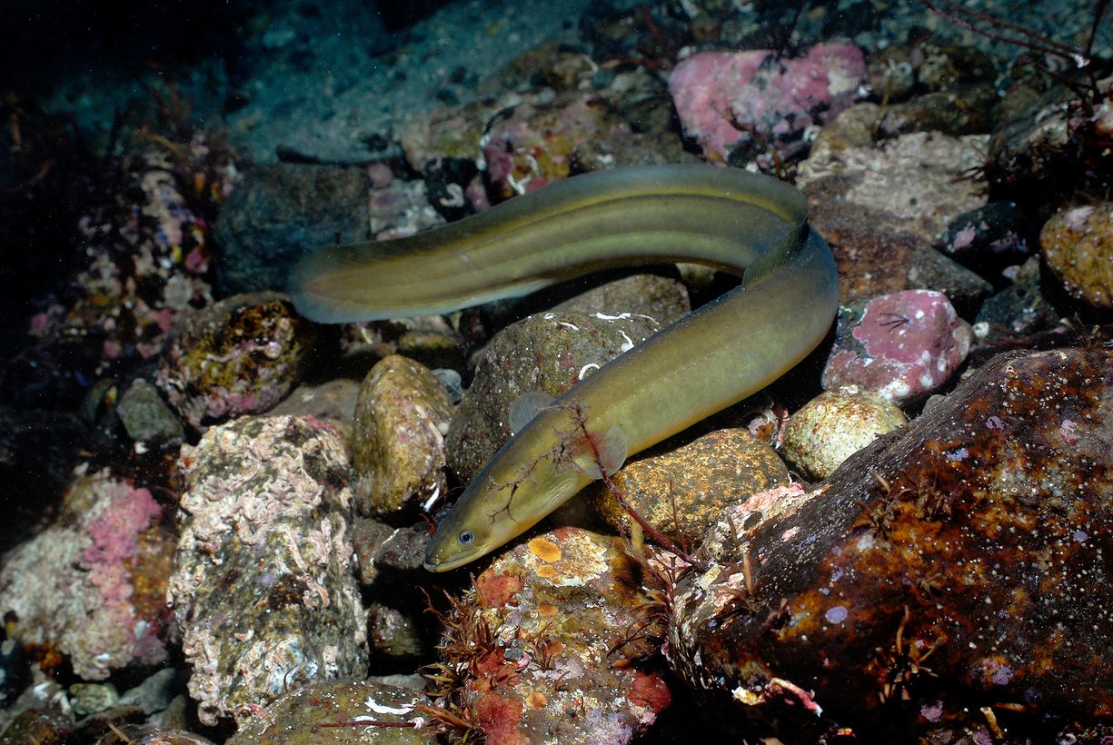 Belut Eropa populasinya menurun karena penyakit, penangkapan ikan yang berlebihan dan perubahan habitat air tawar yang yang menghambat migrasi ke laut untuk berkembang biak. Foto: Erling Svensen / WWF / PA 