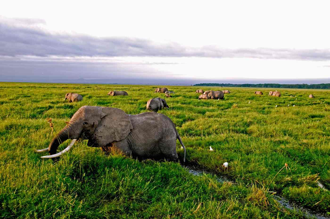 Populasi gajah afrika mendapat tekanan dari perburuan dan fragmentasi habitat. Populasi di Tanzania telah menurun 60% antara 2009 dan 2014. Foto: Martin Harvey / WWF / PA 