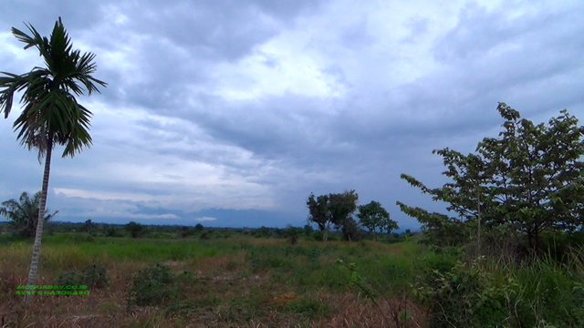 TNGL di Barak Induk, hancur oleh perambah hutan. Foto: Ayat S Karokaro