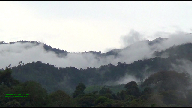 Hutan Leuser dengan tutupan rapat. Apa jadikan kalau kawasan penting ini terbelah oleh jalan provinsi? Apa yang bakalan terjadi dengan keragaman hayati dari satwa sampai tumbuhan di dalamnya? Foto: Ayat S Karokaro