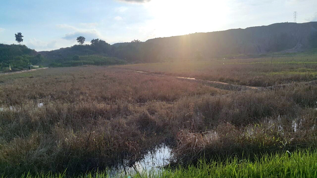 Lahan pertanian rusak karena sumber air hilang, yang ada hanya sumber air dari bekas kolam tambang batubara. Foto: Tommy Apriando