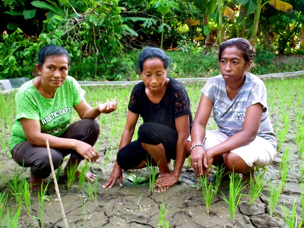 Beatrix Rika (tengah) bersama anggota kelompok taninya sedang mengecek padi hasil kawin silang yang sudah ditanam di sawah. Foto: Ebed de Rosary