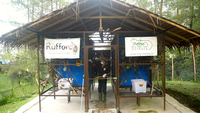 Kukang di Indonesia Spesies Conservation Program (ISCP). Foto: Ayat S Karokaro 