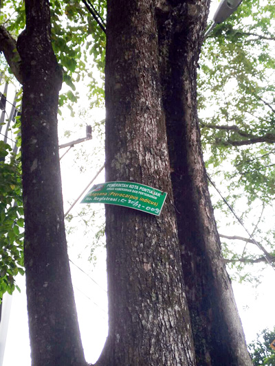 Pohon yang telah diregistrasi diberi lebel untuk ditandai. Foto: Putri Hadrian