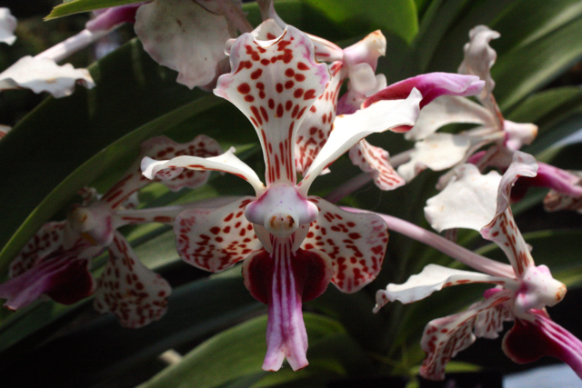 anggrek6-vanda-tricolor-yang-sedang-mekar
