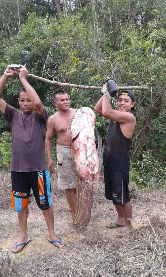 Ikan tapah yang didapatkan masyarakat. Foto: Akun Facebook Sri Fitriani