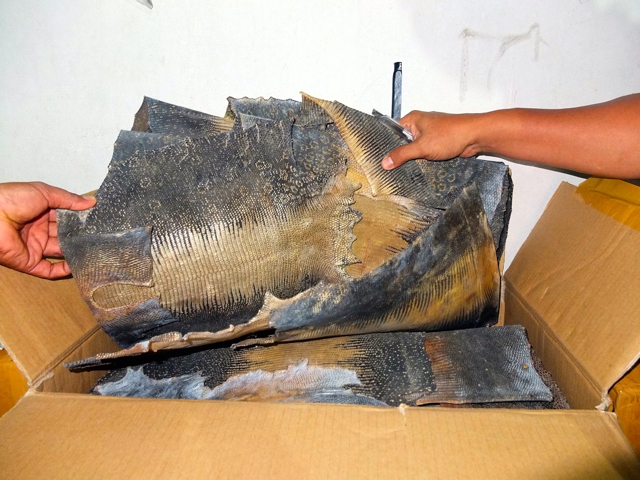 Kulit satwa sitaan di Jambi. Foto: Lili Rambe