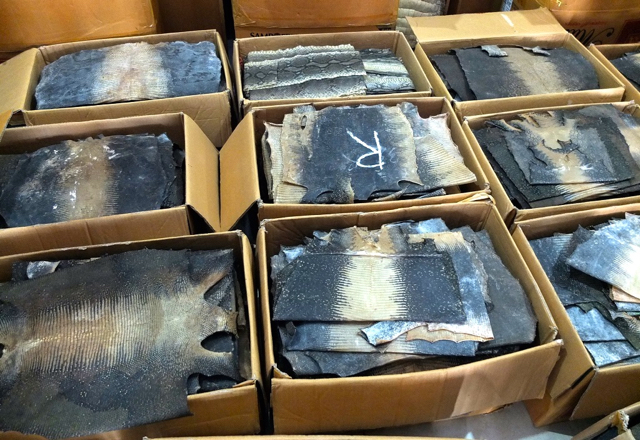 Sitaan kulit ular dan biawak di Jambi. Foto: Lili Rambe