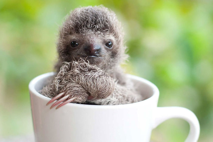 Foto : the sloth institute