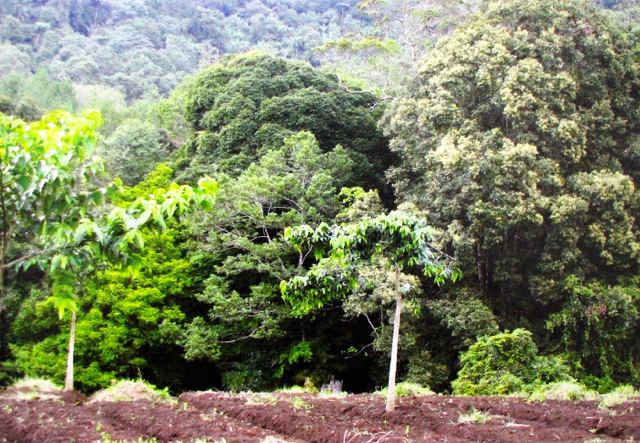 Habitat surili, yang mulai terbuka. Surili makin terdesak. Foto: Aspinall Foundation