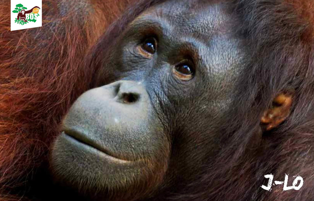 J-Lo yang siap kembali ke rumah aslinya, hutan. Foto: BOSF