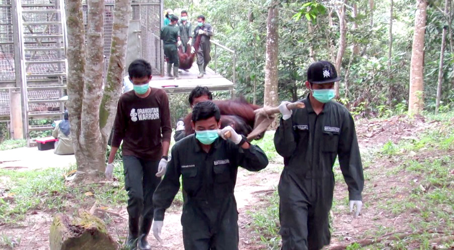 Sebelum dilepasliarkan, orangutan direhabilitasi terlebih dahulu yang lamanya bisa mencapai 7 tahun. Foto: BOSF