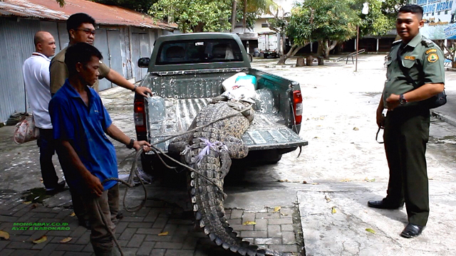 Buaya muara peliharaan warga Binjai, kala proses evakuasi. Foto: Ayat S Karokaro