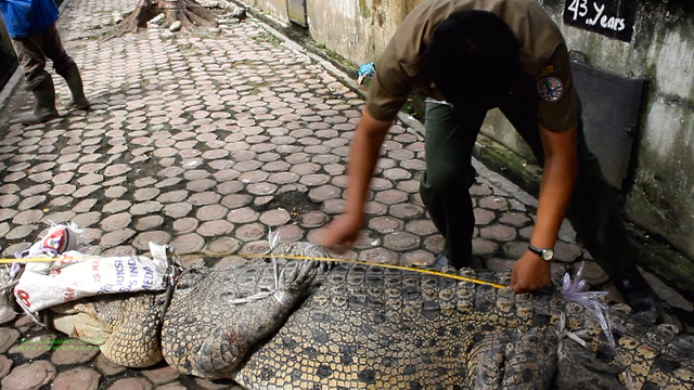 Buaya muara dengan panjang epat meter. Foto: Ayat S Karokaro
