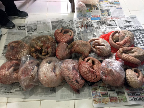 Barang bukti trenggiling mati sebanyak 15 ekor yang diamankan dari pelaku Ajan di kediamannya di Kapuas Hulu, Kalimantan Barat. Foto: Dok. Polda Kalbar