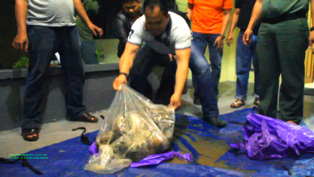 Kulit harimau utuh dimasukkan dalam plastik di Riau. 