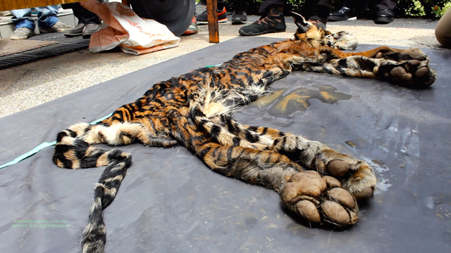 Teknik pengulitan rapi, diduga pelaku profesional. Foto: Ayat S Karokaro