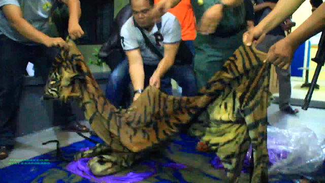 Ini kulit harimau hasil sitaan di Riau. 