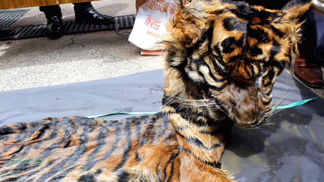 Begini harimau yang sudah dikuliti dan diperjualbelikan di Medan. Foto: Ayat S Karokaro