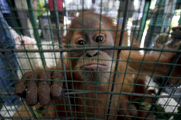 Bayi orangutan yang disita dari pemburu di Aceh. Pemburu akan membunuh sang induk untuk mendapatkan bayi orangutan yang selanjutnya dijual. Foto: Junaidi Hanafiah