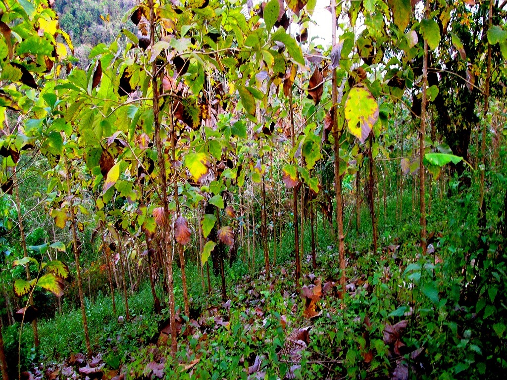 Padang di perbukitan yang dulunya gersang sudah dipenuhi pohon jati. Foto: Ebed de Rosary