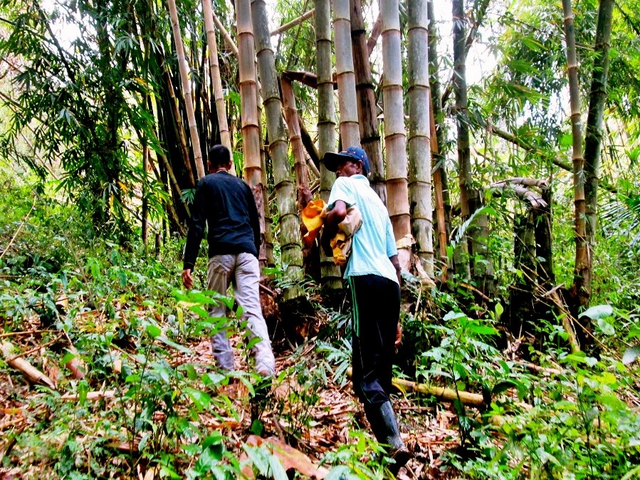 Rimbunan pohon bambu yang berada disekitar mata air Way Keloba. Foto: Ebed de Rosary
