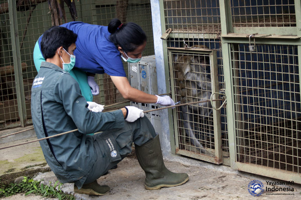 Pembiusan dilakukan untuk dipindahkan ke kandang transport. Foto: IAR Indonesia
