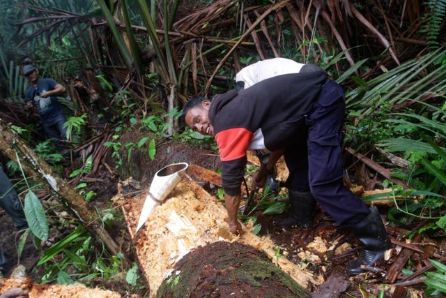 Sagu di Pulau Siberut. Wilayah kelola warga makin terhimpit karena lahan-lahan sudah berizin. Foto: Rachmadi 