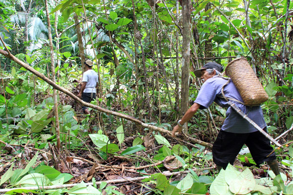 Masyarakat adat Iban Sungai Utik membersihkan lahan untuk dijadikan ladang setelah sebelumnya bermusyawarah secara adat. Foto: Andi Fachrizal