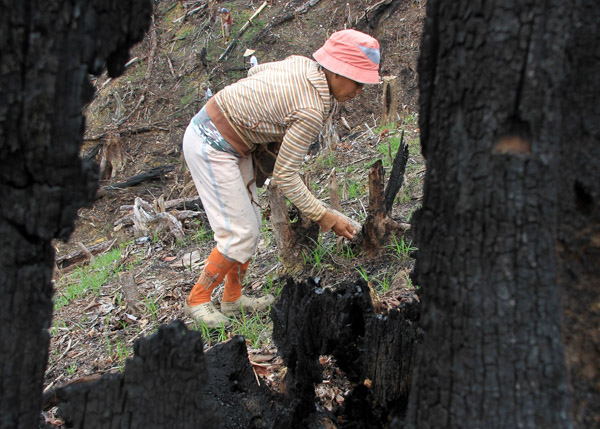 Kaum Hawa masyarakat Iban Sungai Utik ikut ambil bagian dalam proses menugal (menanam) varietas lokal seperti padi di ladang yang sudah dibakar. Foto: Andi Fachrizal
