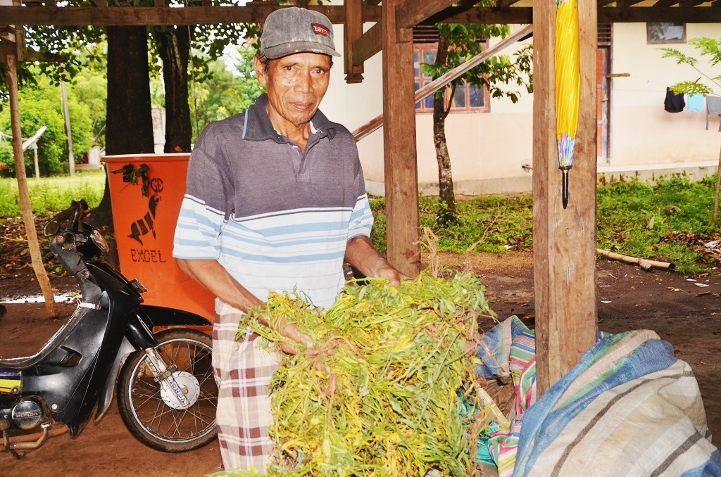 Daeng Genda memperlihatkan tanaman ubi yang ditanamnya belum sempat dipanen ketika mobil traktor dari PTPN datang membongkar dari lahannya di Pulongbangkeng Utara, Kabupaten Takalar, Sulsel, pada 2015 lalu. Ia sempat ditahan selama 5 bulan di tahanan Polda Sulsel, beberapa tahun sebelumnya. Foto: Wahyu Chandra