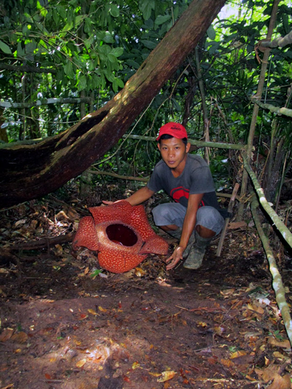 Irpan menunjukkan R. arnoldii yang mekar. Foto: Dedek Hendry