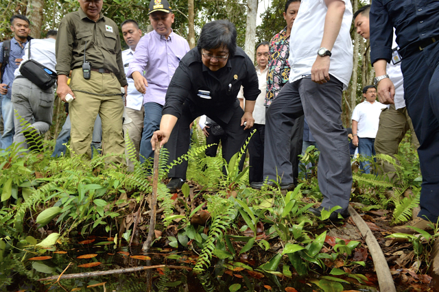 Menteri LHK, Siti Nurbaya, melihat tinggi permukaan air gambut di Jumpun Pambelon, Kalteng. Foto: Humas KLHK