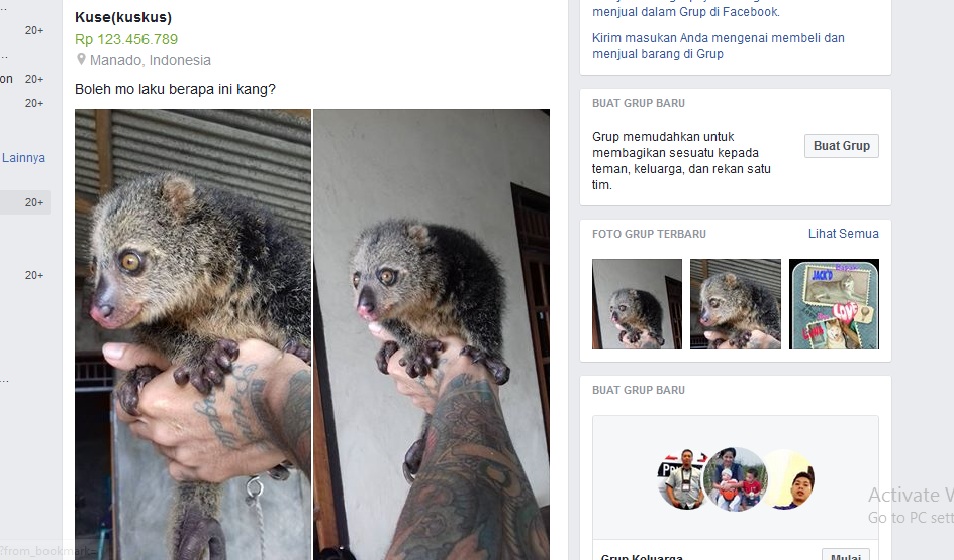 Kuskus beruang sulawesi yang diunggah dalam grup facebook. Sumber-facebook