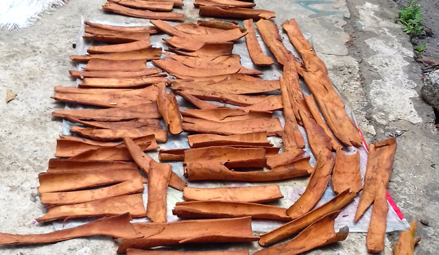 Kayu manis, salah satu komoditas di Kampung Kalaodi selain pala dan cengkih. Foto: M Rahmat Ulhaz